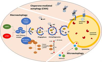 Autophagy and LRRK2 in the Aging Brain